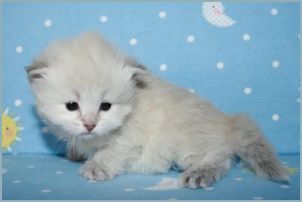 Female Siberian Kitten from Deedlebug Siberians